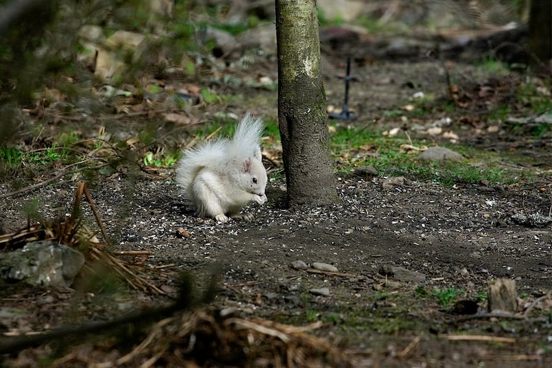 White squirrel