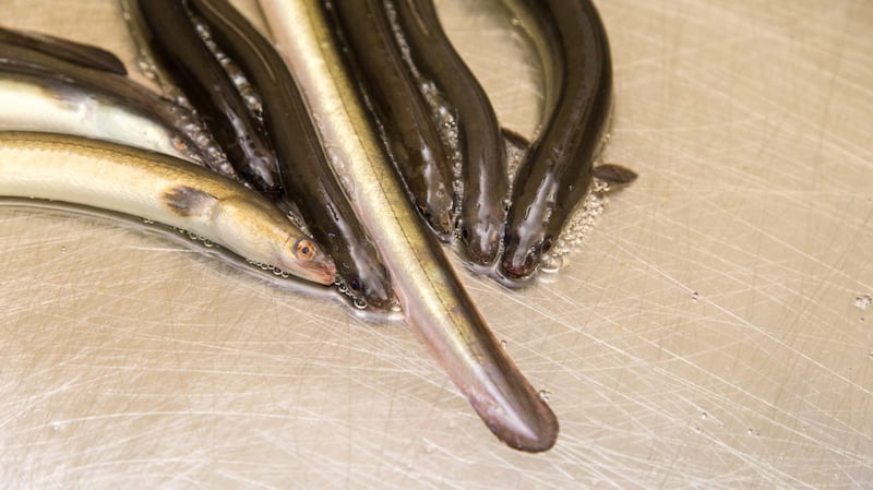 European eels.