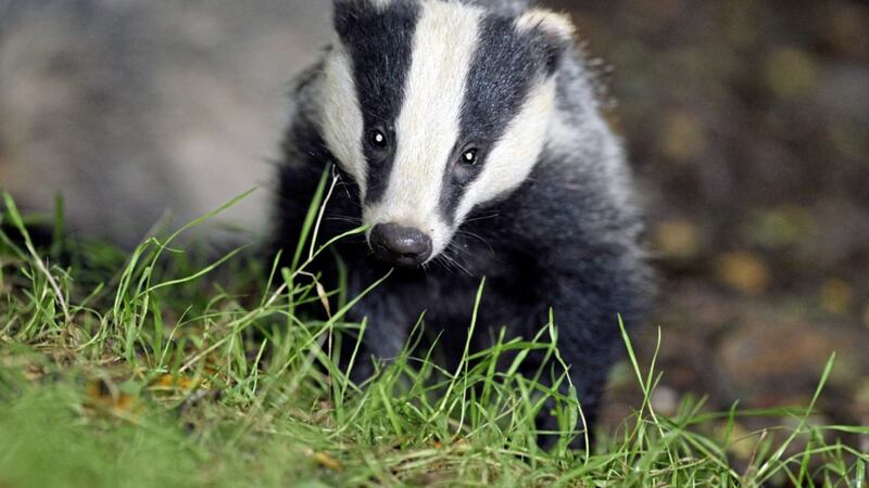 Dr Mark Jones, from animal charity Born Free, said badger culls are &quot;ineffective in reducing bovine TB in cattle&quot;. Picture by Ben Birchall, Press Association 