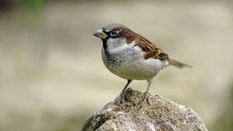 House sparrows are still the most-spotted birds in gardens across Northern Ireland 
