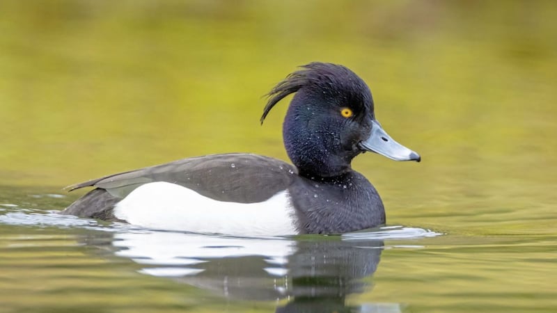 The tufted duck is a familiar sight on Lough Erne and Lough Neagh, especially during winter when migratory &#39;tufties&#39; swell their flocks 