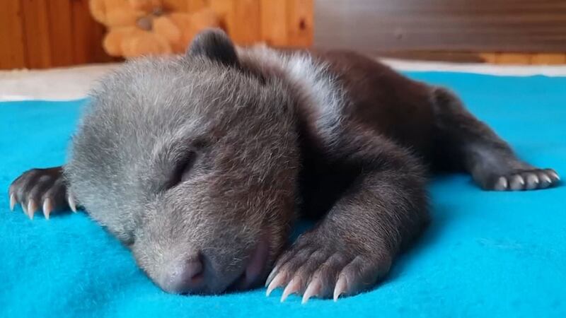 Masha the cub was found abandoned in a Russian forest and is now being cared for at the Orphan Bear Rescue Centre.