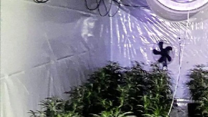 The suspected cannabis plants found by police in Co Fermanagh on Wednesday. 
