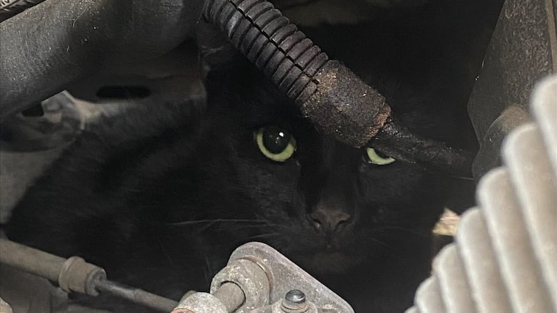 Four-year-old pet Rose was discovered hiding behind the engine looking terrified.