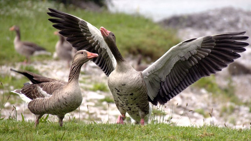 A study was conducted by researchers on greylag geese in Austria.
