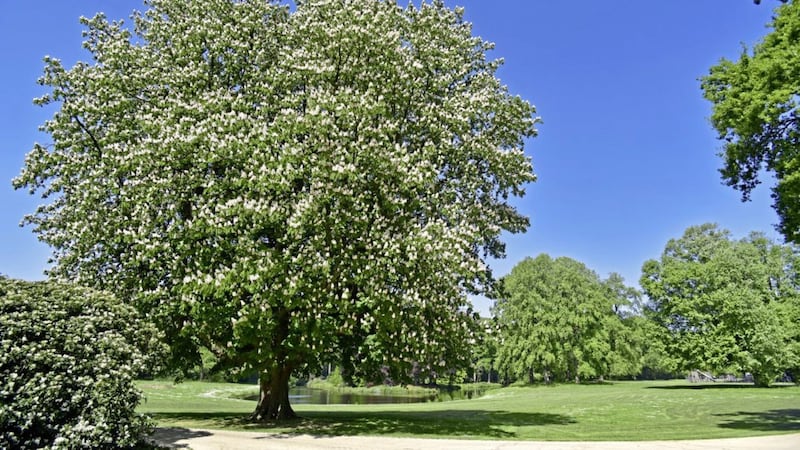 A horse chestnut tree (Aesculus hippocastanum) in bloom in a park in spring 