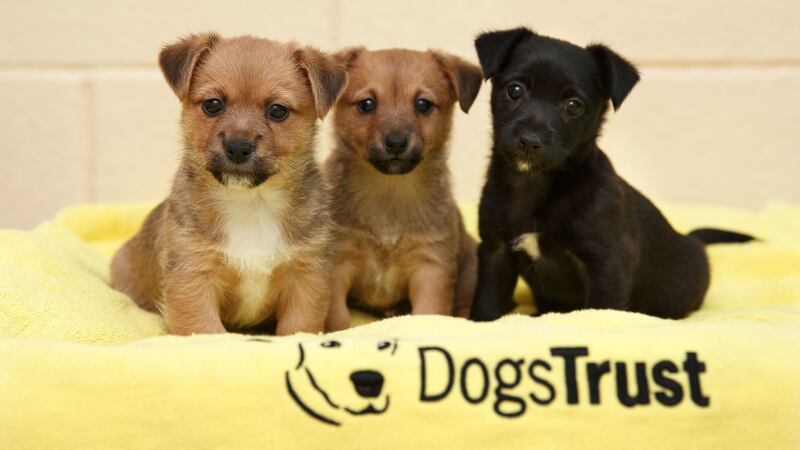The Dogs Trust has urged people who are thinking of getting a new dog not to do so in the run-up to the festive season.