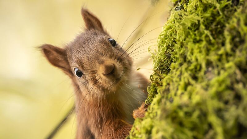 While native to Britain and Ireland, the red squirrel is under threat of extinction.