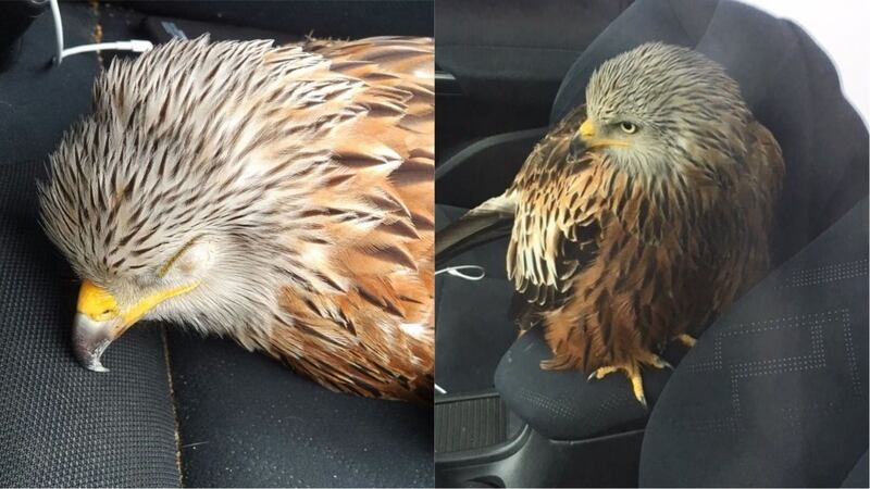 The red kite was taken in by the RSPCA after a three-and-a-half hour wait for the motorist.