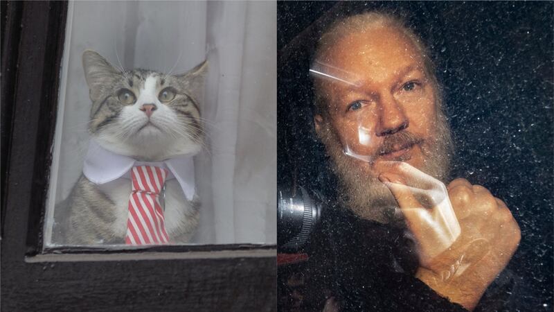The cat had joined the WikiLeaks founder in the Ecuadorian embassy in May 2016.