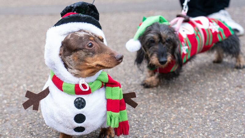 Sausage dogs named Biggie Smalls and Bruno joined in the Christmas celebrations at Hyde Park, showing off costumes, hats, and jumpers as they walked.