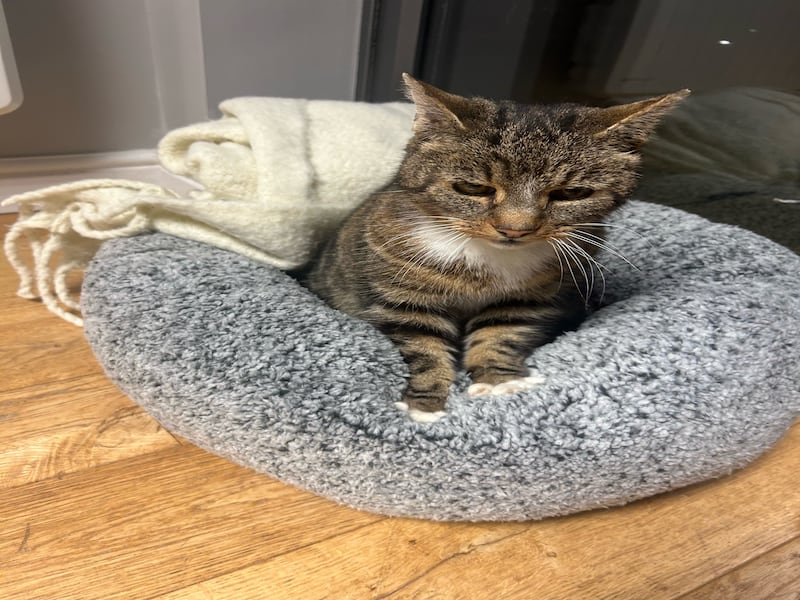 Cat on cat cushion 