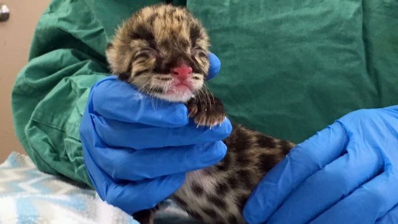 Zoo makes history after welcoming a rare clouded leopard born from artificial insemination