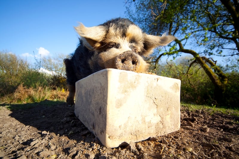 An adult Kunekune pig (SashaFoxWalters/Getty Images)