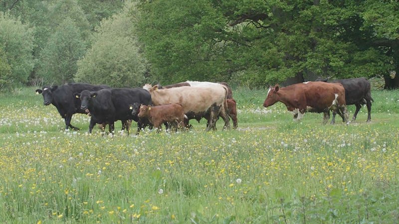 &nbsp;<span style="font-family: Arial, sans-serif; ">Cows grazing at Crom Estate in Co Fermanagh</span>