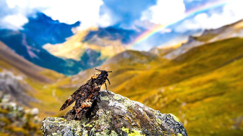 A death’s head hawkmoth migrating through the mountains (Will Hawkes/University of Exeter)