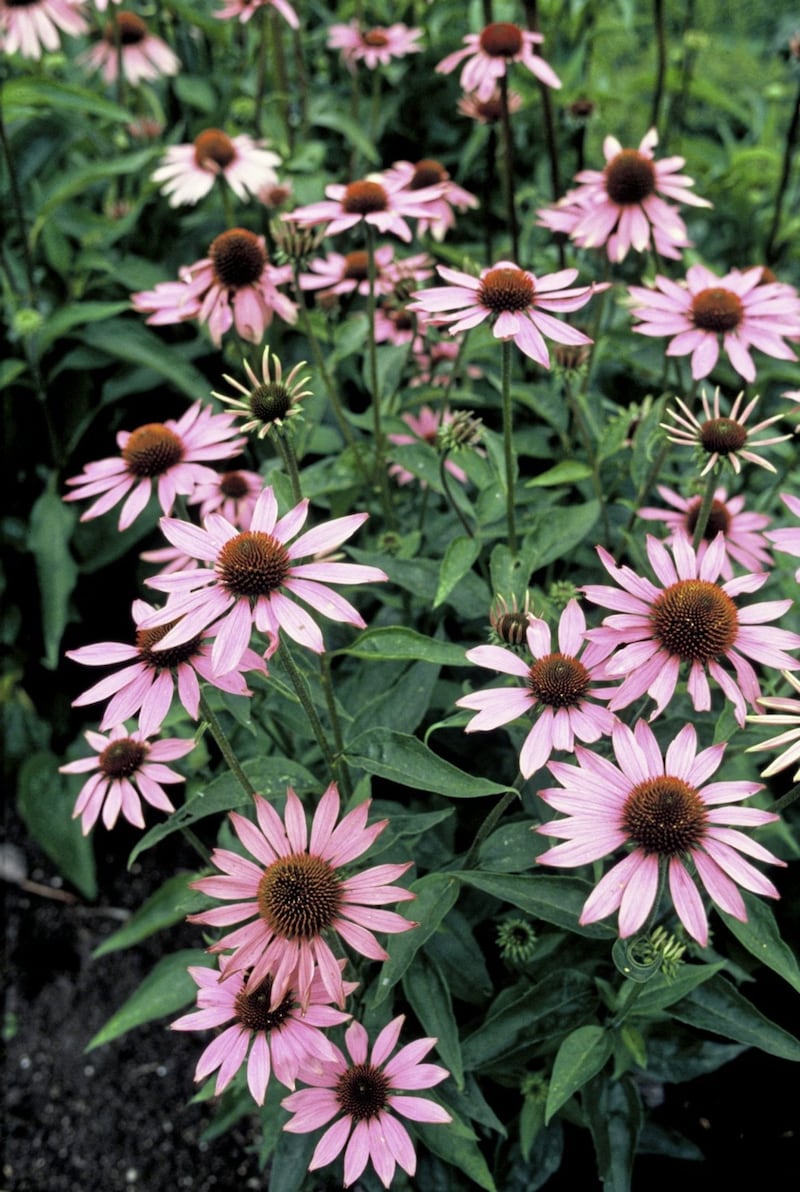Echinacea purpurea is also known as the coneflower 