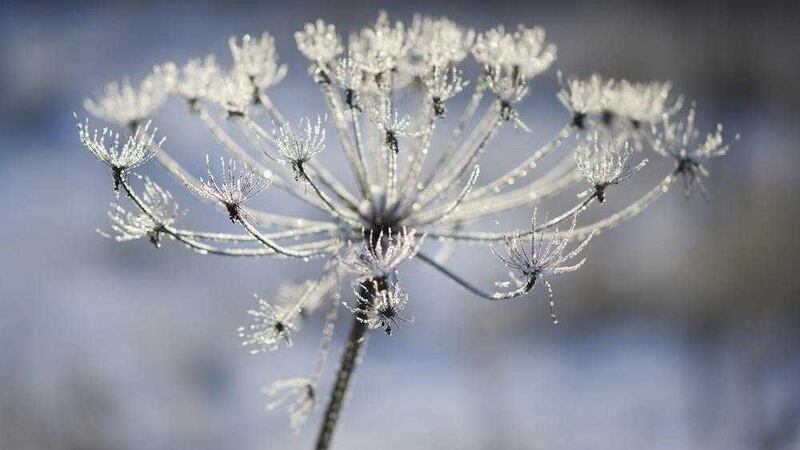 The crystal of a hoar frost catch the winter sunlight 