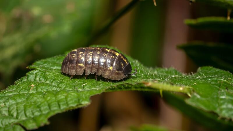 Researchers from Kobe University, Japan, found that woodlice and earwigs consumed significant amounts of seeds