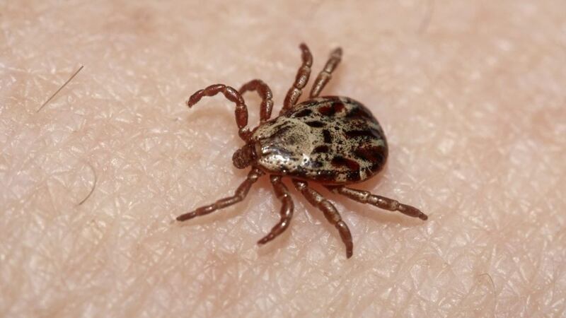 There is no universally effective antibiotic for Lyme disease, which can be transmitted to humans by a bite from a tick 