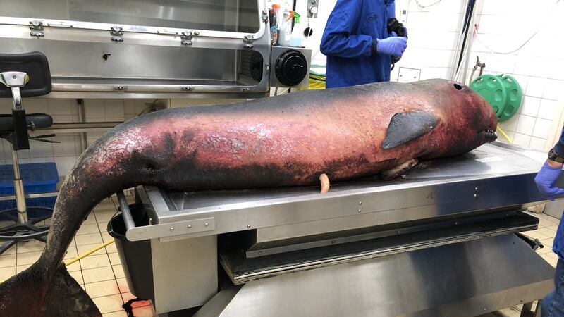 The 2.5m long whale is being analysed by the UK Cetacean Strandings Investigation Programme.