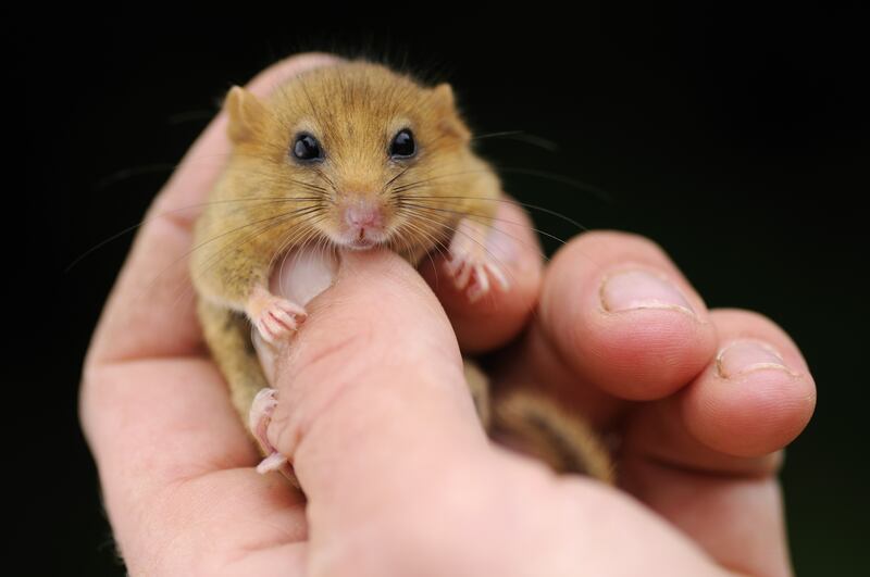 The project is also helping rare hazel dormice