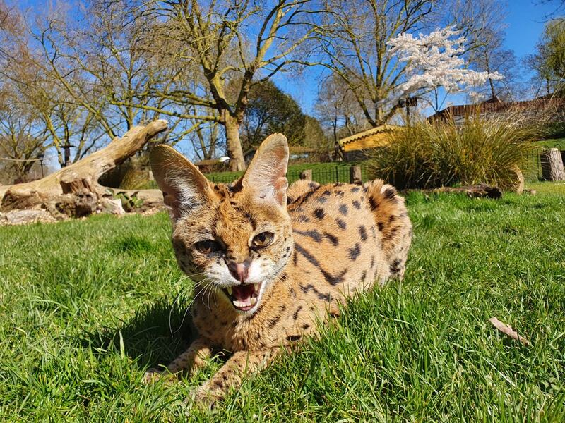 Xena the serval enjoys the sunshine at ZSL London Zoo