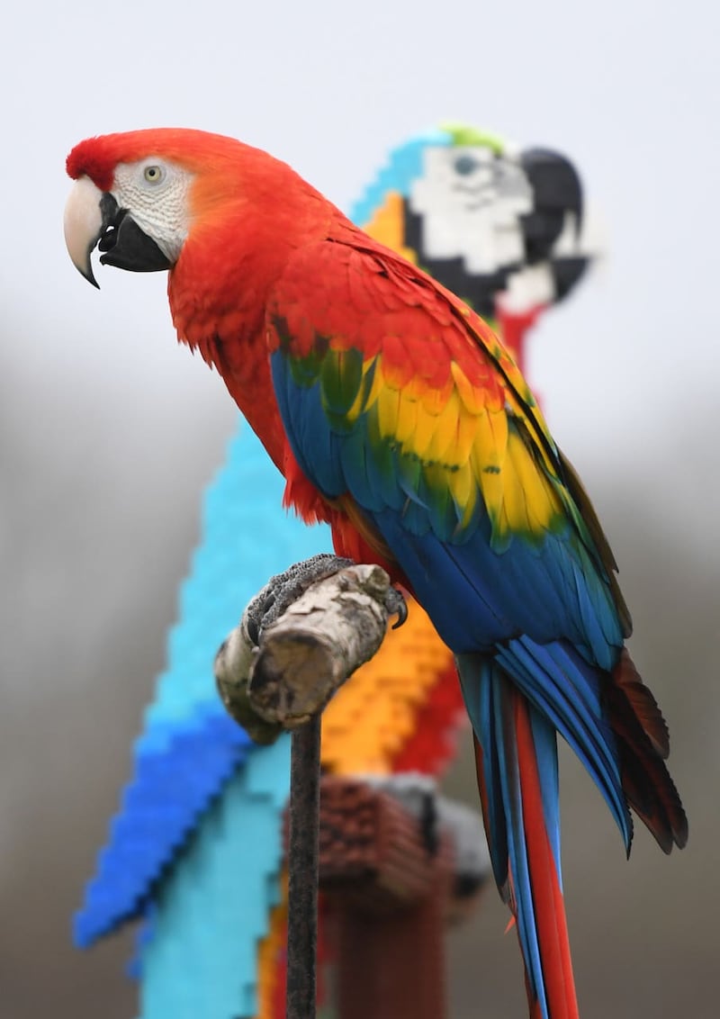 Lego macaw sculpture