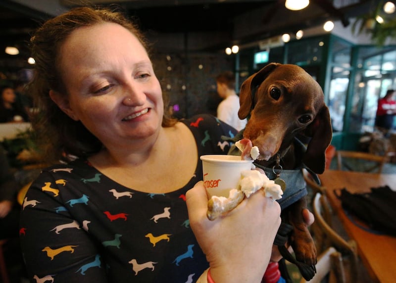 Kimiko Dearing feeds her Dachshund Fraser a dog cappuccino at the Dachshund Cafe pop pup held at Revolucion de Cuba, Reading