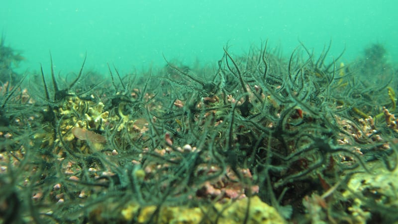 Researchers found marine ecosystems are slow to bounce back from carbon dioxide bursts which caused starfish and coralline algae to dissolve.