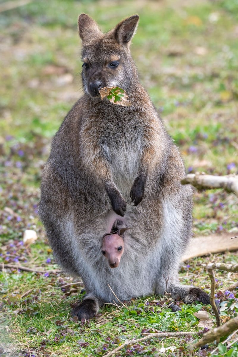 A red-necked wallaby joey emerging from its mother's pouch 