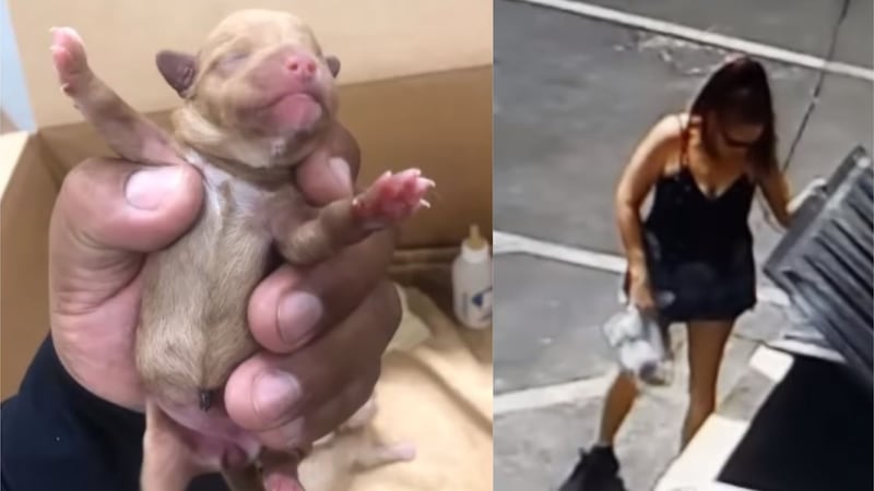 The woman was caught on CCTV dumping a bag of puppies next to a rubbish dumpster outside a shop.