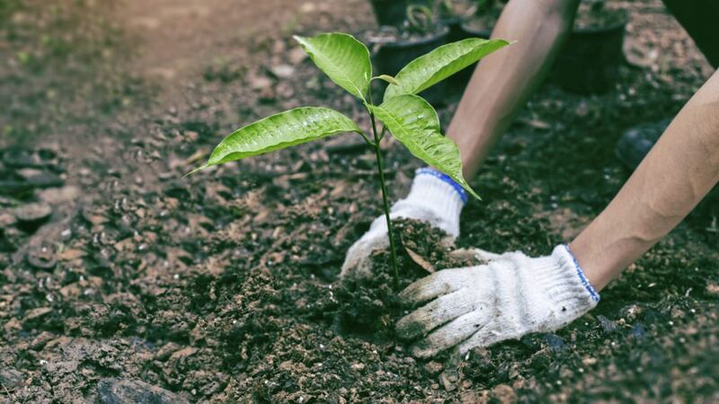 The people of Belfast are being urged to `Give a tree a home&#39; this weekend as part of the council&#39;s One Million Trees project. To mark National Tree Week &ndash; the UK&rsquo;s largest annual tree celebration &ndash; Belfast city council will be giving free trees away to a good home tomorrow (SAT) to encourage residents to plant trees across the city 