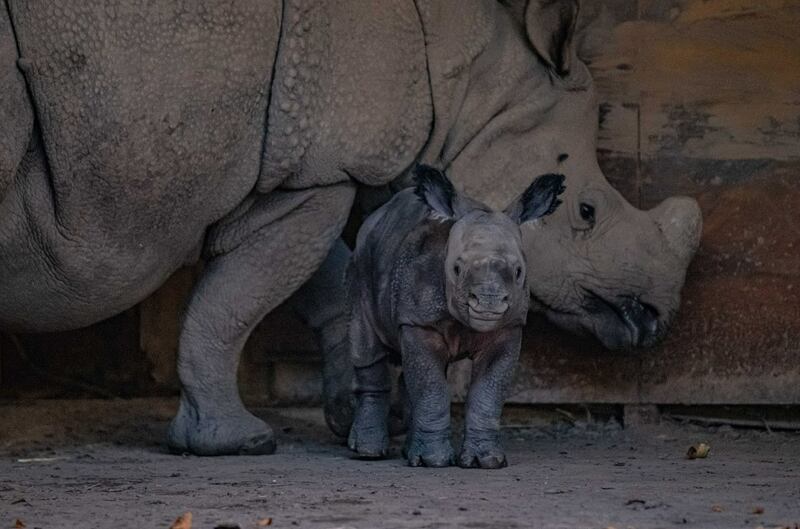 Chester Zoo rhino