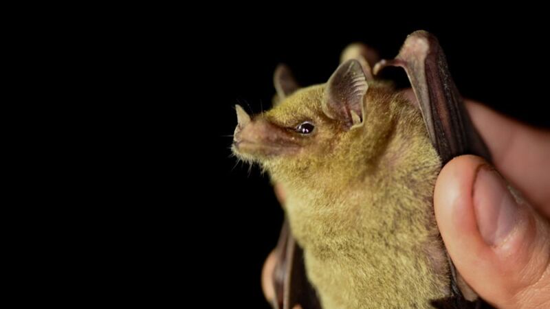 The bat lives in some of the hottest desert areas of Mexico and plays a vital role in pollinating the blue agave plant from which tequila is made.
