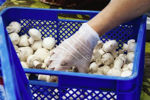 Brexit: North’s mushroom industry under threat due to end of free movement, trade body warns 