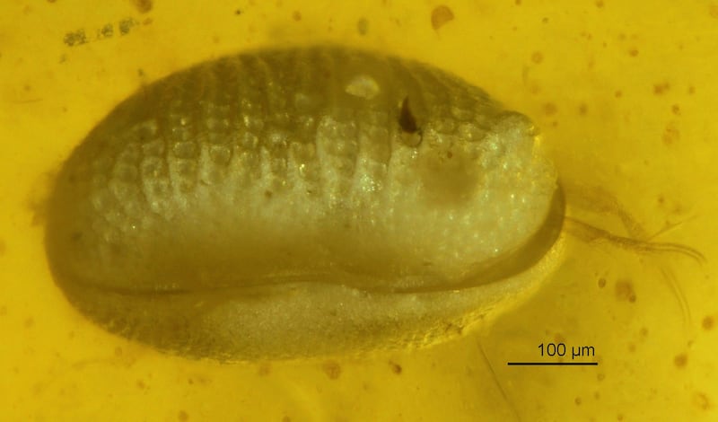 One of the ostracods trapped in the amber piece
