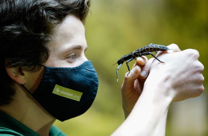 A keeper inspects a giant spiny stick insect (Andrew Matthews/PA)