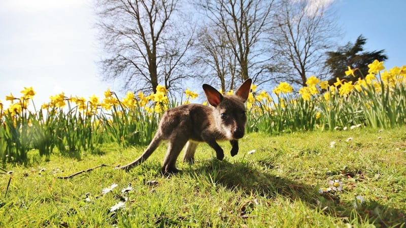 Keepers at Longleat adopted the baby wallaby after his mother refused to have him back in her own pouch.