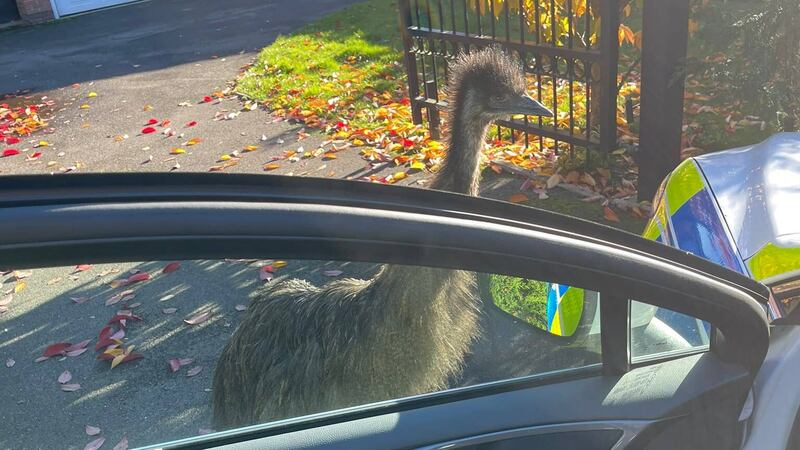 An emu has been safely returned to his owners after he escaped from a home in Kent (Kent Police/PA)