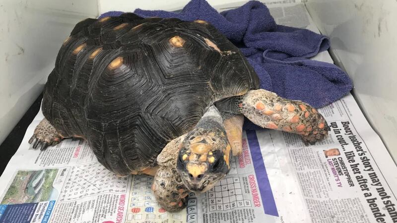 The RSPCA is hoping to reunite the stray red-footed tortoise with his owner after he was found in a field near a Midlands village.