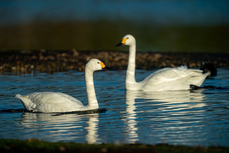 Swans at Slimbridge Wetland Centre