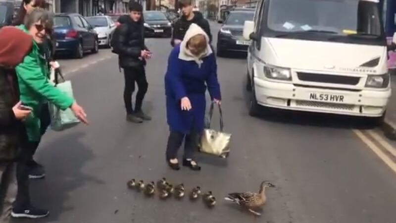The ducks were filmed obstructing the road in Driffield town centre in Yorkshire.