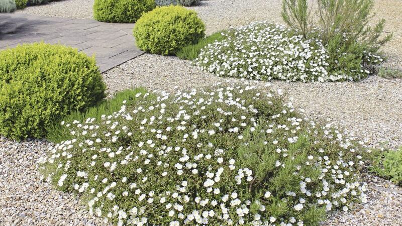 Gravel gardens are back in vogue 