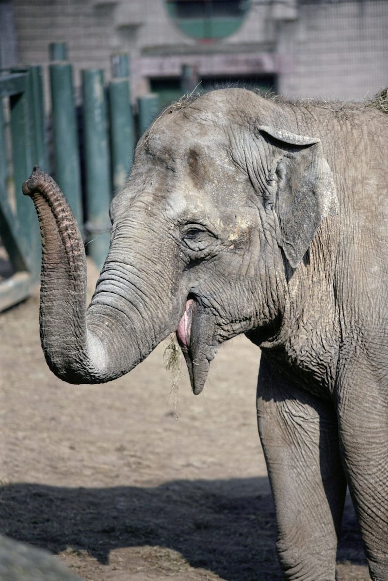 Tina the Asian elephant sadly died on Sunday, November 5, 2017 