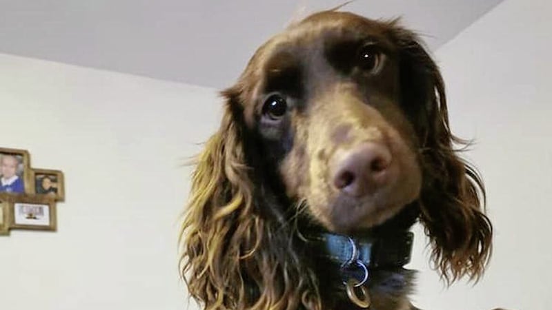 The 11-month-old brown spaniel dog, named Coco, disappeared during a walk on Cave Hill on Wednesday  