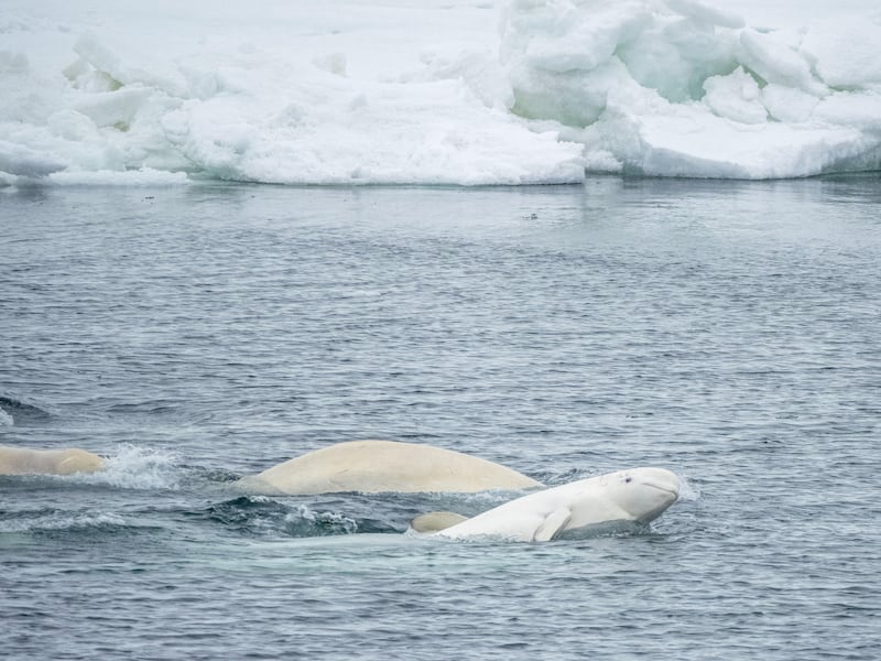 2K874CC A small pod of beluga whales (Delphinapterus leucas), consisting of several males and one lone female mating, Svalbard, Norway, Europe
