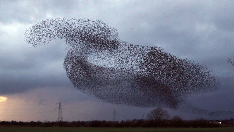 The birds gather to escape predators, exchange information and keep warm in flocks of up to 100,000.