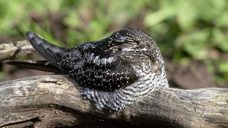 A Common Nighthawk from America has found a temporary new home outside Ballymena in Co Antrim. Picture by Mark Marlow 