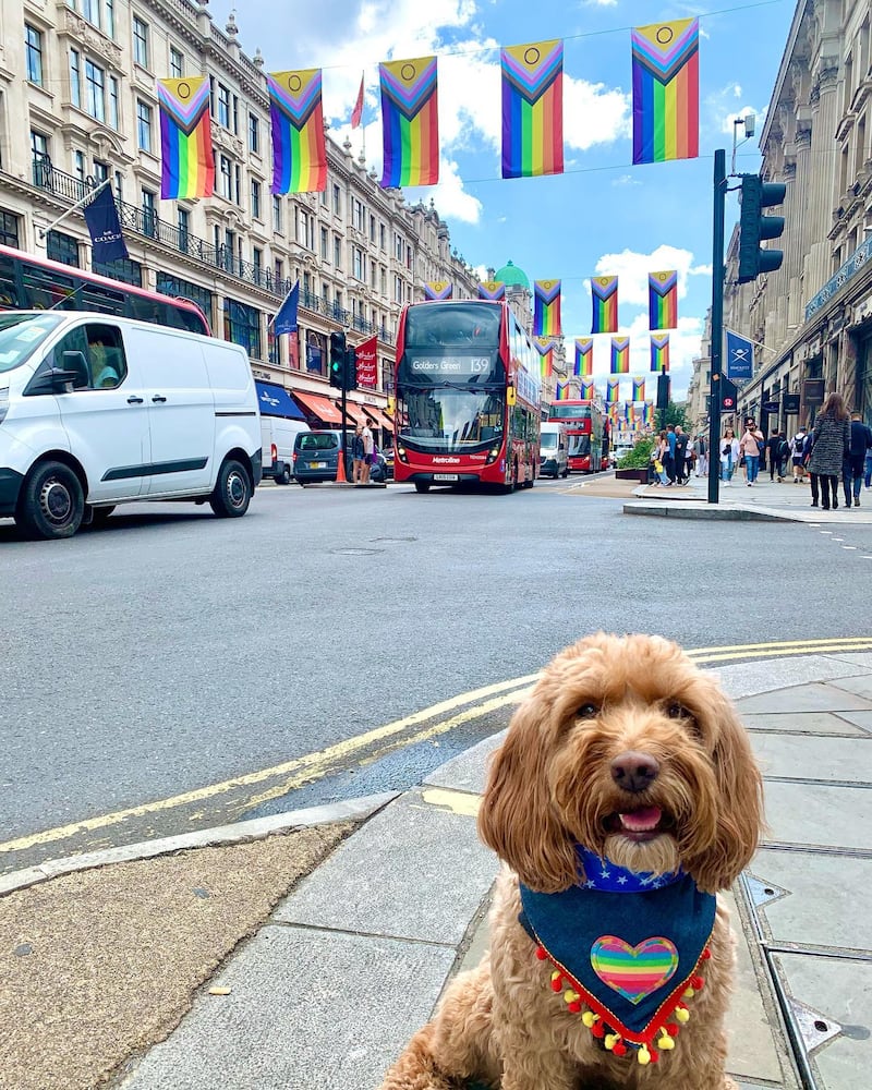 Dog at Pride